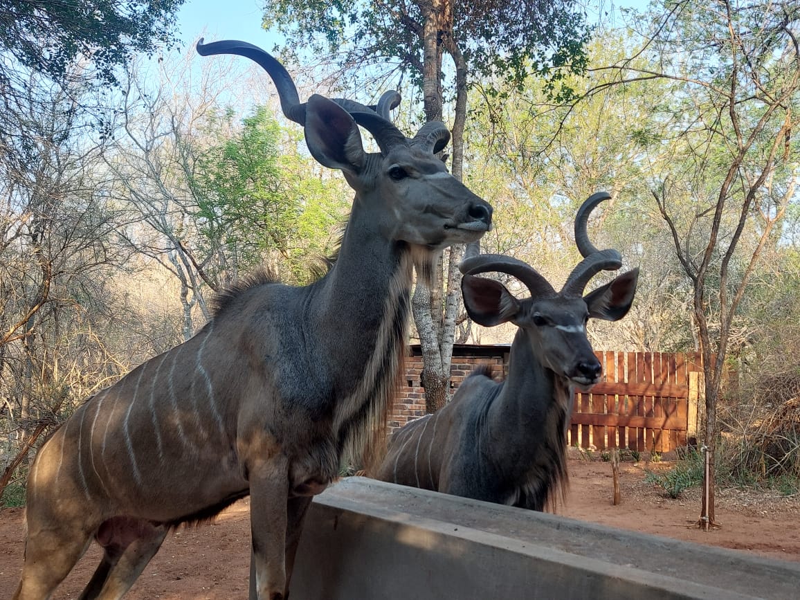 Kudu