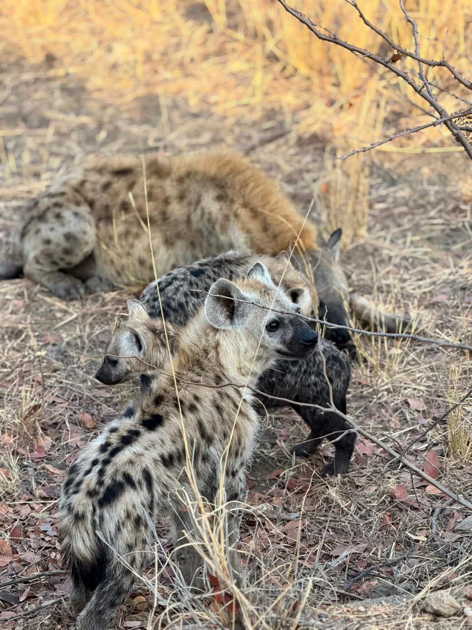 hayena_pups_3.jpg